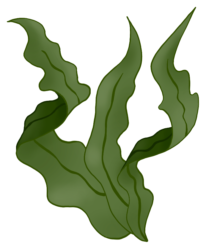 Zelená vlnitá řasa.